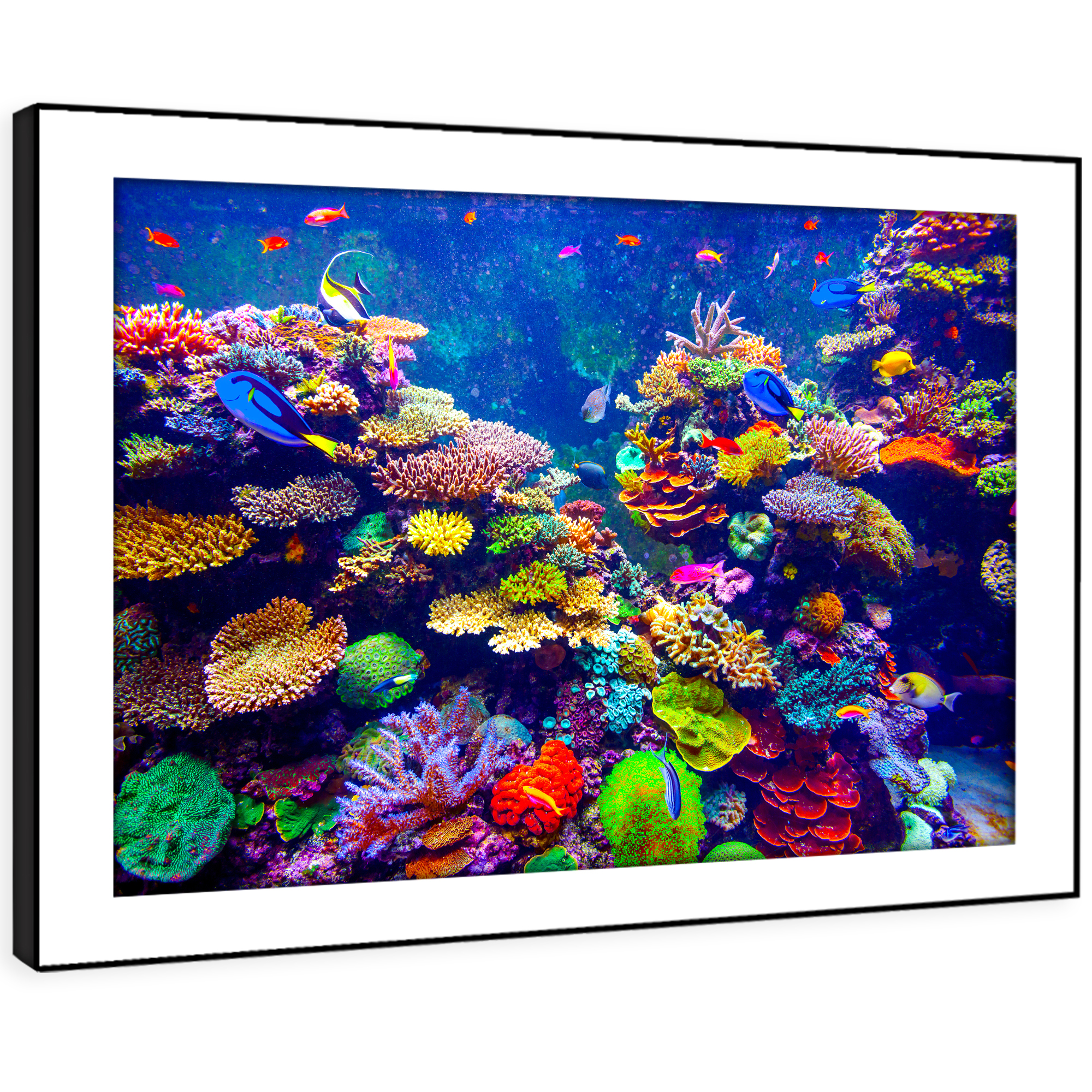 A601 Sea Life Coral Reef Fish Funky Animal Framed Wall Art