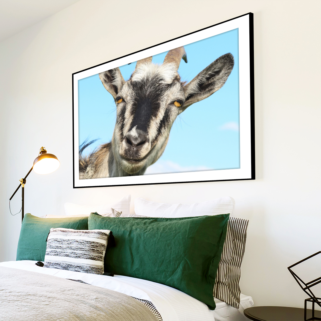 A136 Goat Grey White Funny Funky Animal Canvas Wall Art Large Picture Prints
