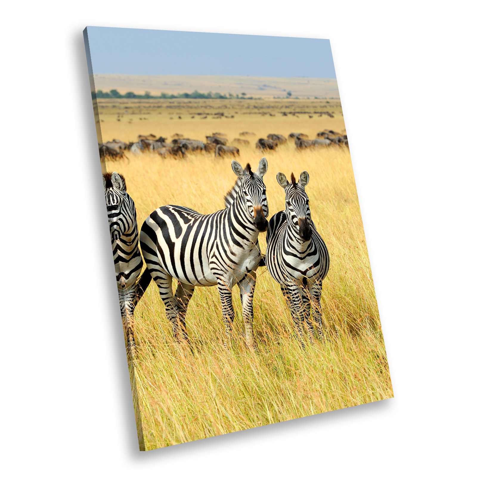 Animal Portrait Photo Canvas Picture Prints Wall Art Africa Zebra ...